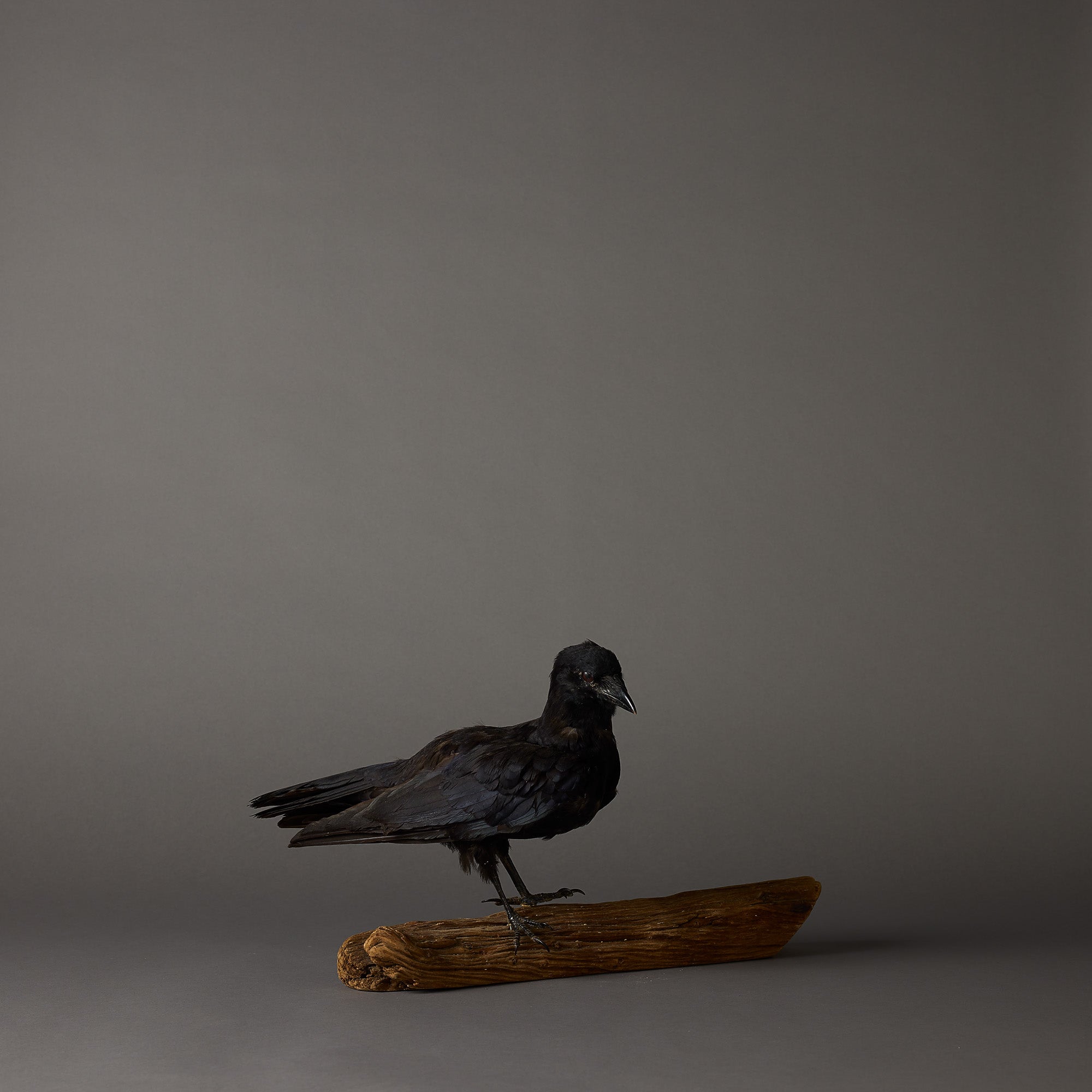 Crow Taxidermy