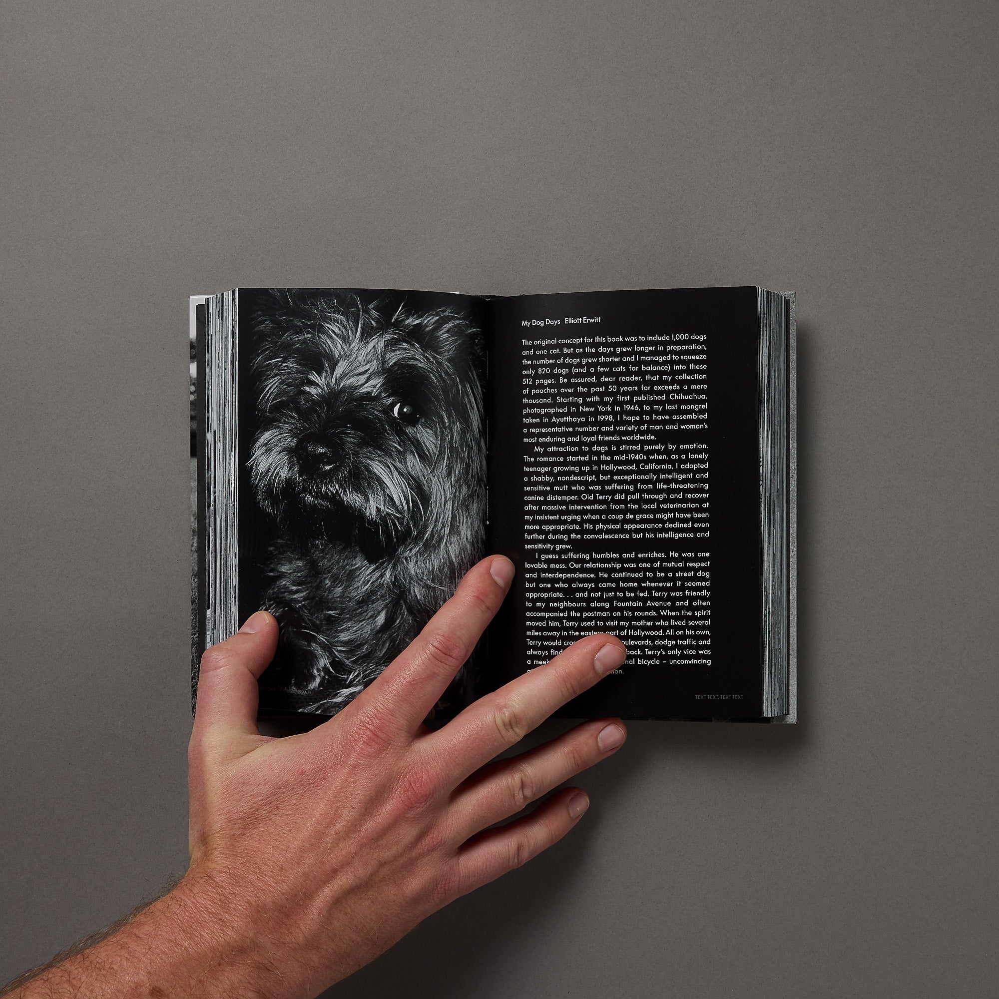 Elliott Erwitt | Dogsdogs