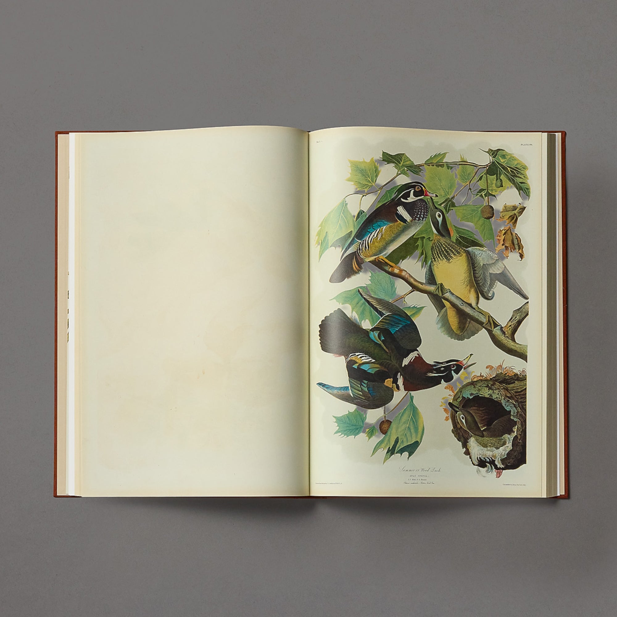 John James Audubon | The Birds of America