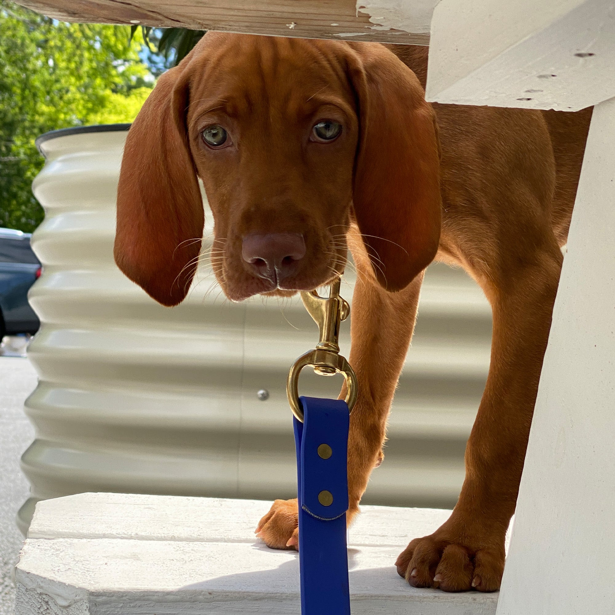 Over Under Clothing | Dog Leash