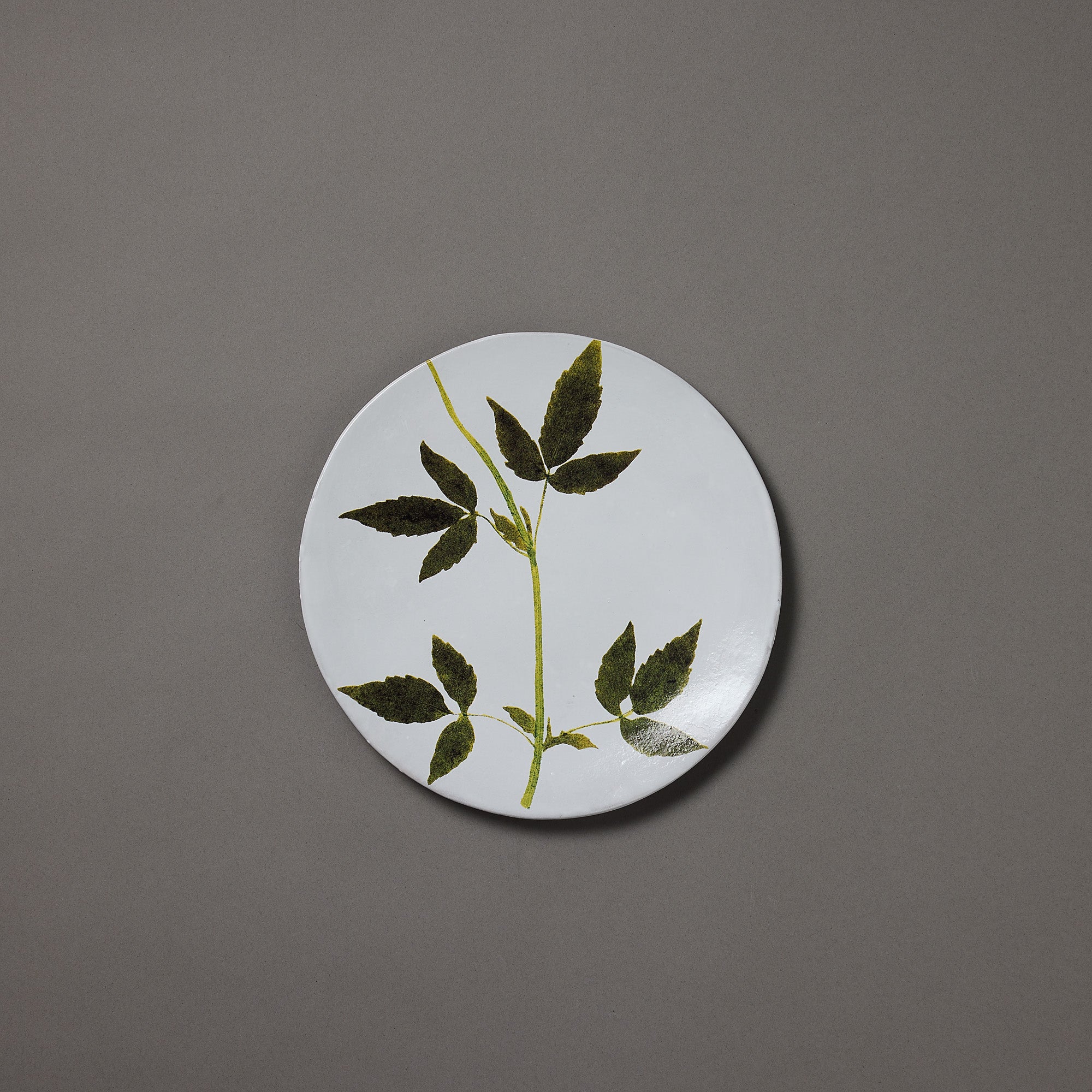 Astier de Villatte x John Derian | Plate | Drachocephalum
