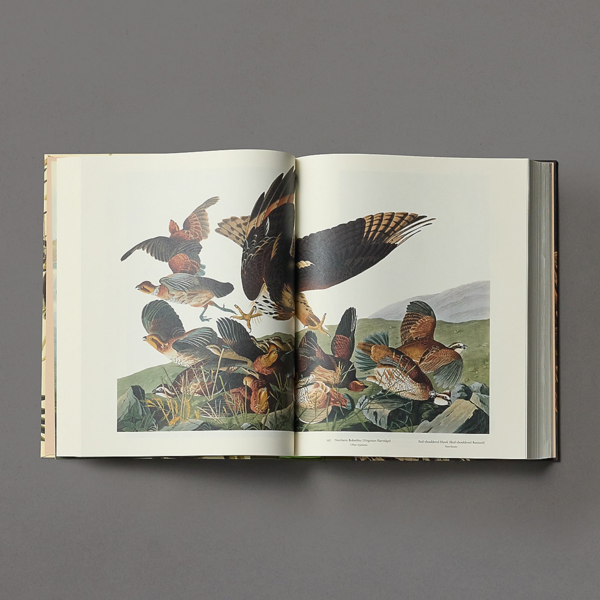 Audobon's Birds of America