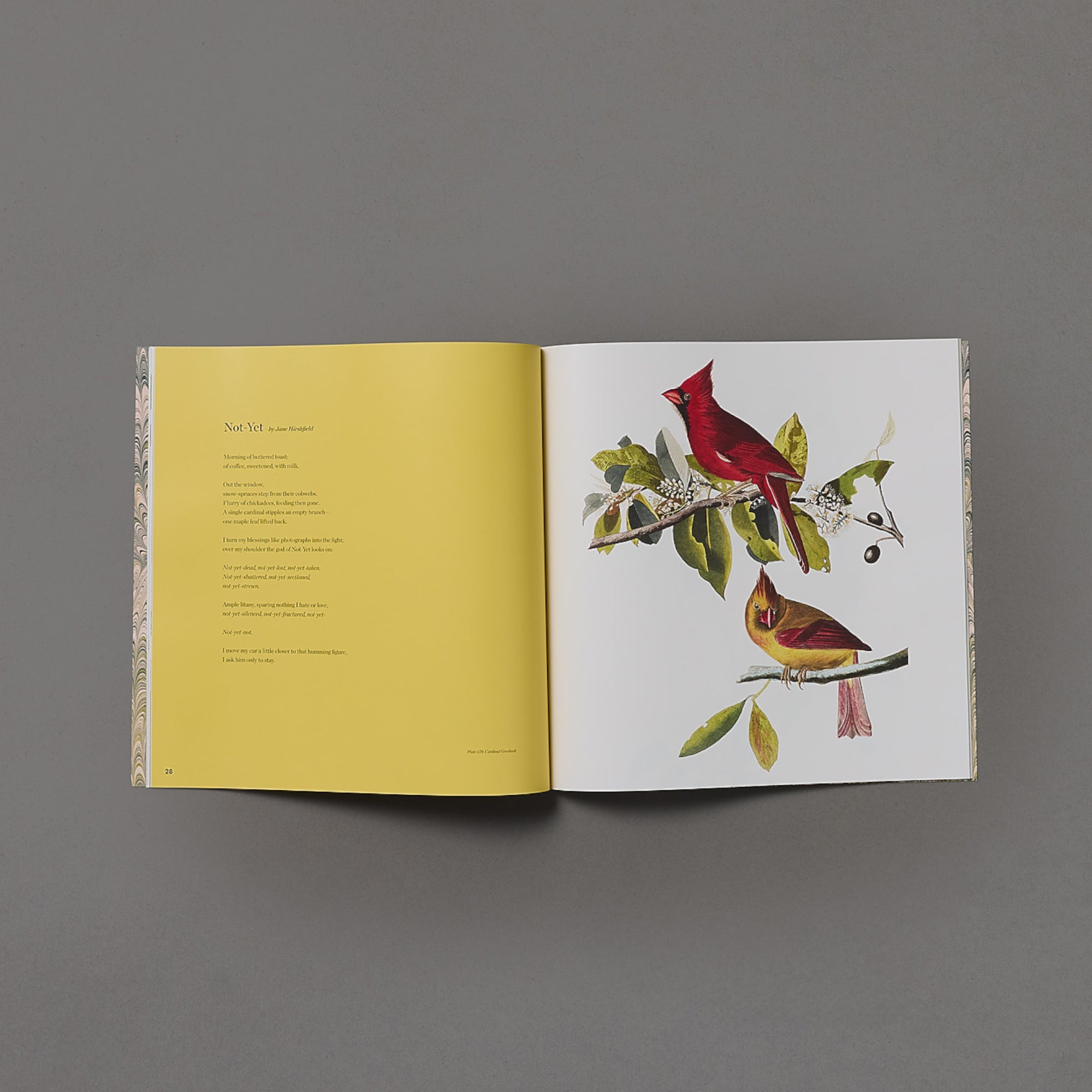 For The Birds | The Birdsong Project | Box Set