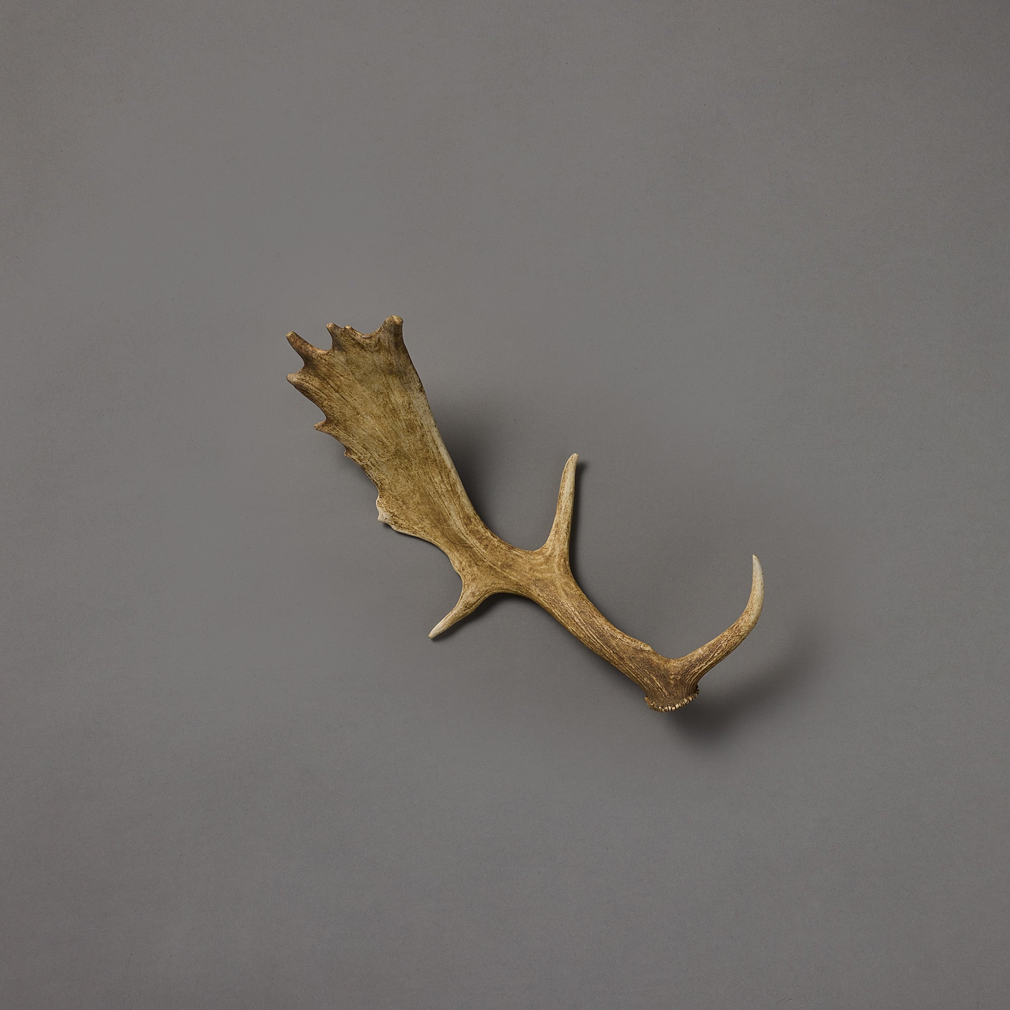 Moose Antler