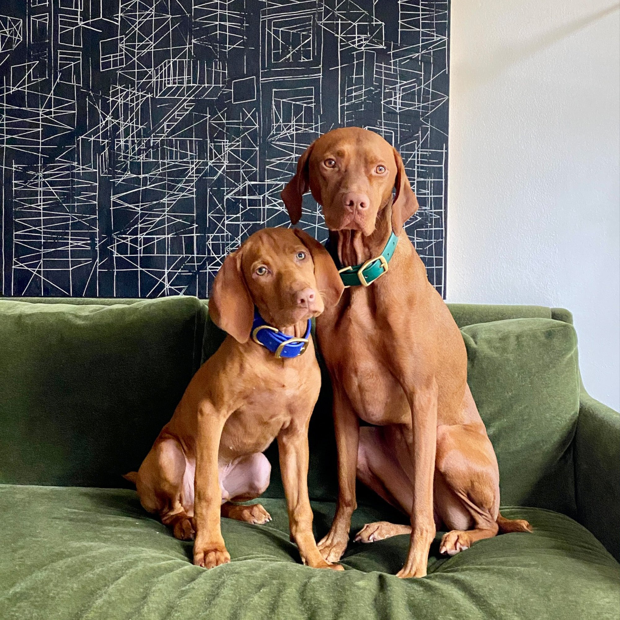 Over Under Clothing | Dog Collar