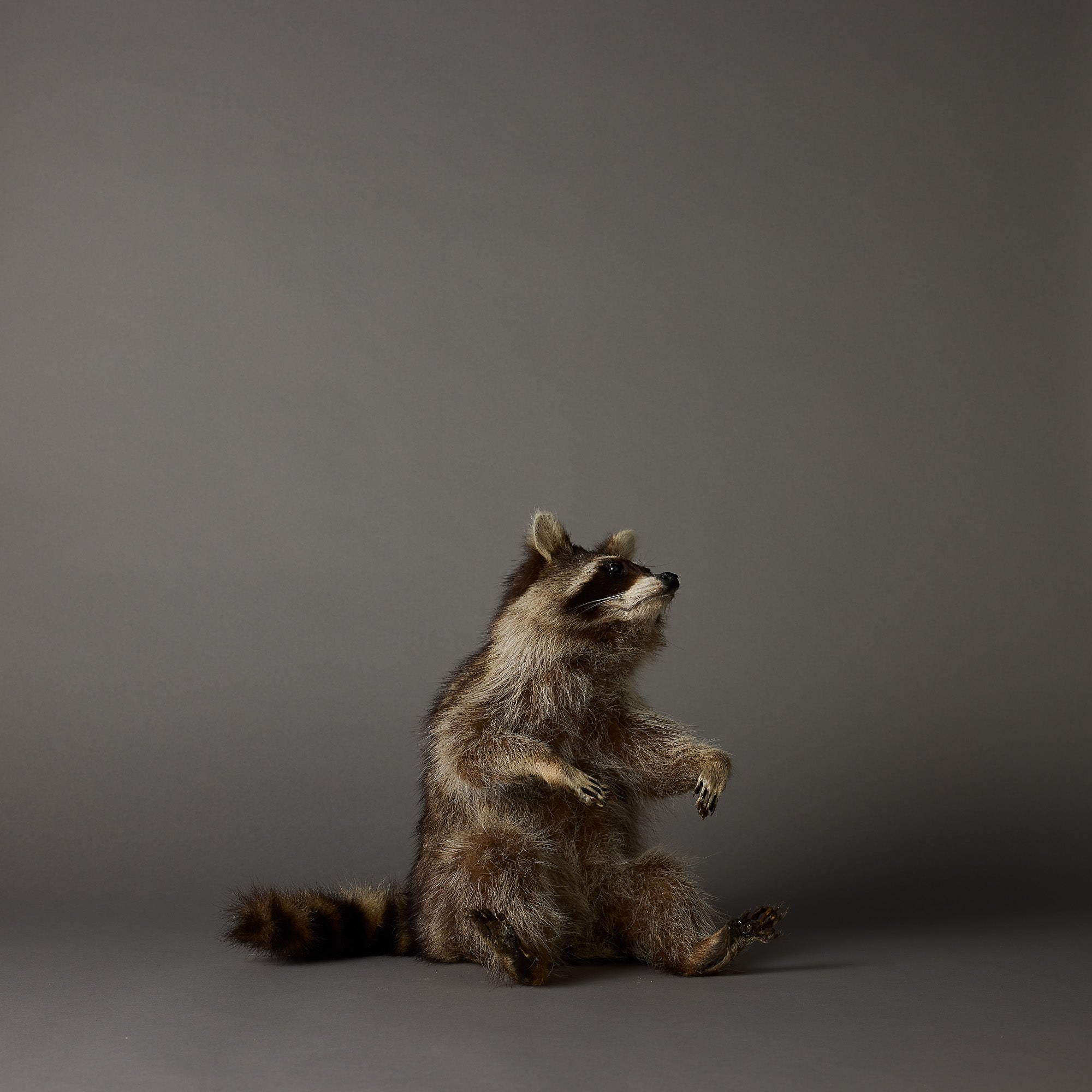 Raccoon Taxidermy